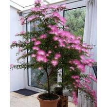 Cargar imagen en el visor de la galería, Calliandra Rosada - plumerillo