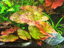 Cargar imagen en el visor de la galería, Tiger lotus