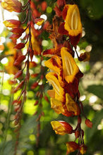 Cargar imagen en el visor de la galería, Thunbergia mysorensis