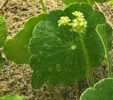 Cargar imagen en el visor de la galería, Hydrocotyle