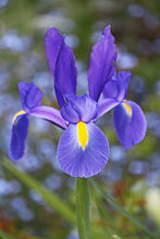 Cargar imagen en el visor de la galería, Rizoma de iris