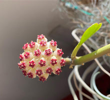 Cargar imagen en el visor de la galería, Hoya Kerrii