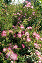Cargar imagen en el visor de la galería, Calliandra Rosada - plumerillo