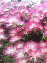 Cargar imagen en el visor de la galería, Calliandra Rosada - plumerillo