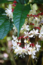 Cargar imagen en el visor de la galería, Clerodendrum Wallichii - Jazmín llorón