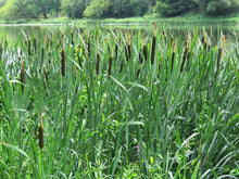 Cargar imagen en el visor de la galería, Rizoma de Totora - Typha angustifolia