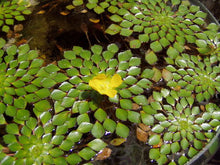 Cargar imagen en el visor de la galería, Ludwigia sedioides - mosaico