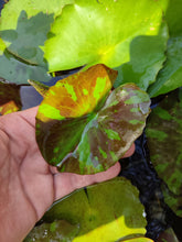 Cargar imagen en el visor de la galería, Nenúfar Pink flamingo