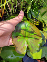 Cargar imagen en el visor de la galería, Nenúfar Pink flamingo