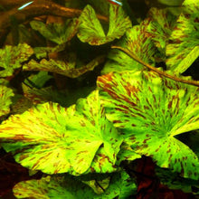 Cargar imagen en el visor de la galería, Tiger lotus