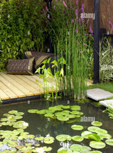 Cargar imagen en el visor de la galería, Equisetum hyemale