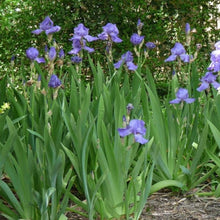 Cargar imagen en el visor de la galería, Rizoma de iris