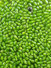 Cargar imagen en el visor de la galería, Wolffia