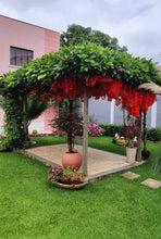 Cargar imagen en el visor de la galería, Mucuna bennettii