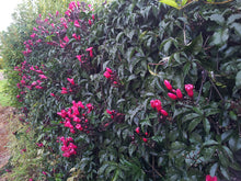 Cargar imagen en el visor de la galería, Ipomea horsfalliae