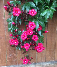 Cargar imagen en el visor de la galería, Ipomea horsfalliae