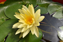 Cargar imagen en el visor de la galería, Nenúfar amarillo