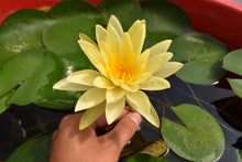 Cargar imagen en el visor de la galería, Nenúfar amarillo
