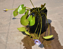 Cargar imagen en el visor de la galería, Nenúfar morado