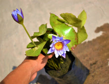 Cargar imagen en el visor de la galería, Nenúfar morado
