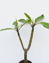 Cargar imagen en el visor de la galería, Plumeria Roja - Flor de mayo - Frangipani