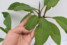 Cargar imagen en el visor de la galería, Plumeria Roja - Flor de mayo - Frangipani