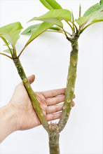 Cargar imagen en el visor de la galería, Plumeria Roja - Flor de mayo - Frangipani
