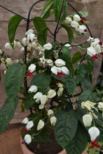 Cargar imagen en el visor de la galería, Clerodendrum thomsoniae