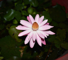 Cargar imagen en el visor de la galería, Nenúfar rosado