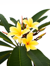 Cargar imagen en el visor de la galería, Plumeria Amarilla - Flor de mayo - Frangipani