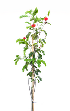 Cargar imagen en el visor de la galería, Calliandra roja - plumerillo rojo