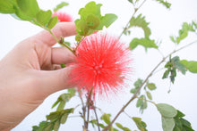 Cargar imagen en el visor de la galería, Calliandra roja - plumerillo rojo