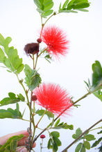 Cargar imagen en el visor de la galería, Calliandra roja - plumerillo rojo