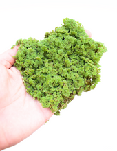 Cargar imagen en el visor de la galería, Azolla - planta flotante