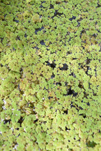 Cargar imagen en el visor de la galería, Azolla - planta flotante