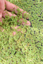 Cargar imagen en el visor de la galería, Azolla - planta flotante