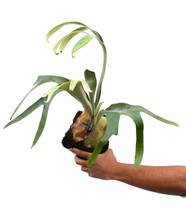 Cargar imagen en el visor de la galería, Platycerium - cuerno de alce