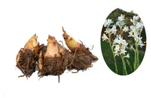 Cargar imagen en el visor de la galería, Nardo - Margarita de vara