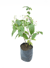 Cargar imagen en el visor de la galería, Clerodendrum thomsoniae