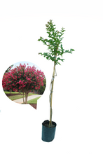 Cargar imagen en el visor de la galería, Lagerstroemia - Árbol de Júpiter