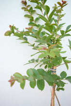 Cargar imagen en el visor de la galería, Lagerstroemia - Árbol de Júpiter