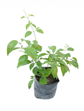 Cargar imagen en el visor de la galería, Jazmín Limón - Azorico