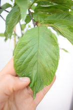 Cargar imagen en el visor de la galería, Sakura - Cerezo japones