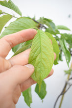 Cargar imagen en el visor de la galería, Sakura - Cerezo japones