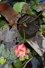 Cargar imagen en el visor de la galería, Nenúfar Wanvisa