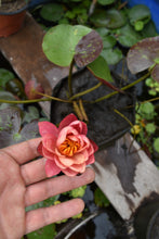 Cargar imagen en el visor de la galería, Nenúfar Wanvisa