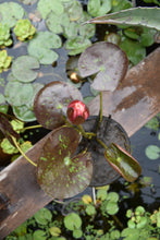 Cargar imagen en el visor de la galería, Nenúfar Wanvisa