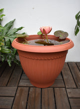 Cargar imagen en el visor de la galería, Pack Nenúfar Wanvisa