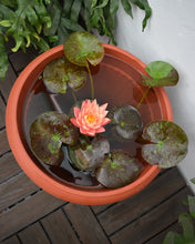 Cargar imagen en el visor de la galería, Pack Nenúfar Wanvisa