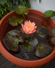 Cargar imagen en el visor de la galería, Pack Nenúfar Wanvisa